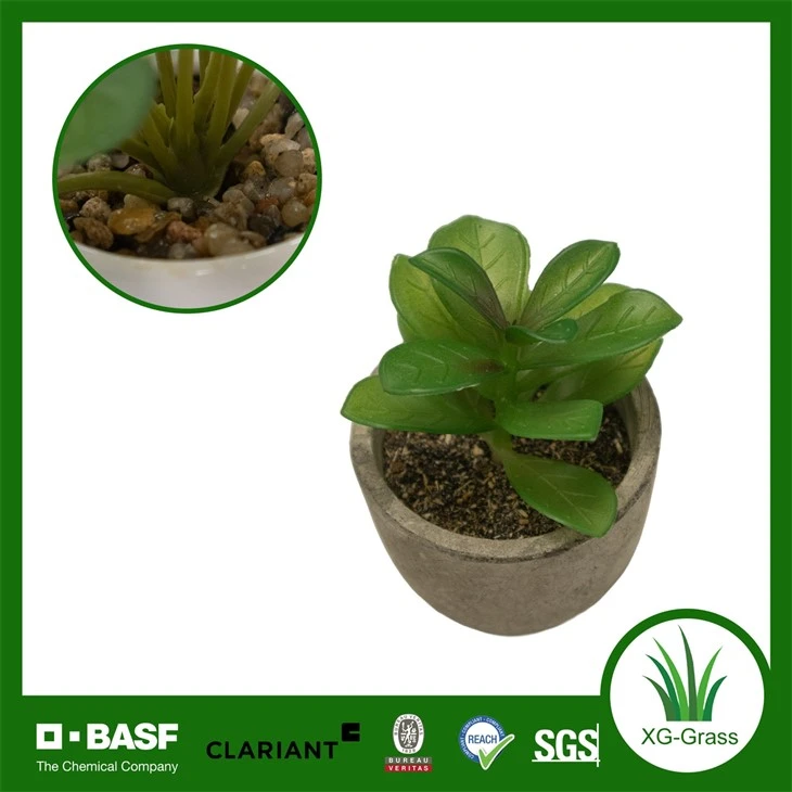 Xingu Unique Succulent Plants For Contemporary Home Decoration Ideas factory