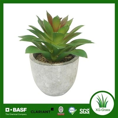 Decoración de plantas suculentas realistas de Xingu para espacios de hogar y oficina