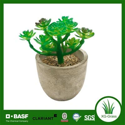 Planta suculenta verde exuberante Xingu para decoración del hogar y la oficina