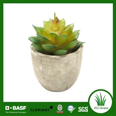Plantas suculentas de Xingu a granel para compradores internacionales