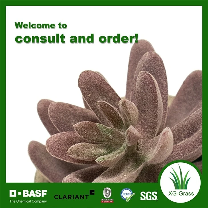 Xingu Unique Succulent Arrangements To Brighten Your Home Decor price